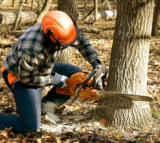 Tree Removal in Wellington, KS